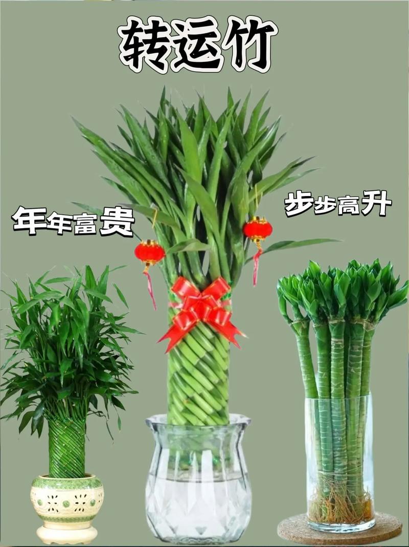 开运竹(步步高)怎么养,家养草本植物怎么养护的呢。 植物栽培 开运竹(步步高)怎么养,家养草本植物怎么养护的呢。 第2张 开运竹(步步高)怎么养,家养草本植物怎么养护的呢。 植物栽培
