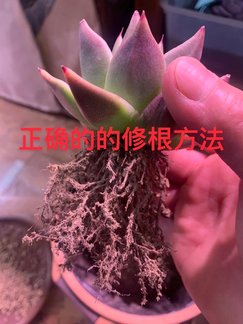 多肉修根放空瓶晾根可以吗，多肉植物修剪根的养护方法。