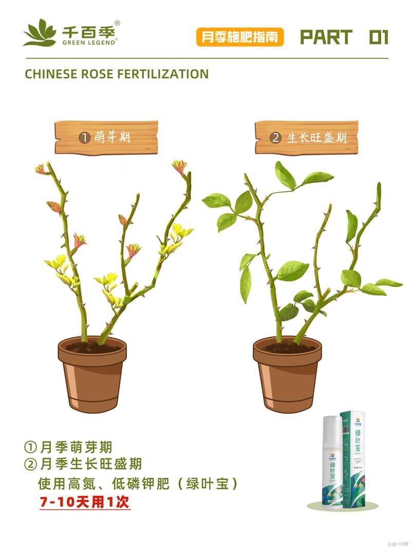 一年四季总开花的花怎么施肥，四季开花的植物养护技巧有哪些。