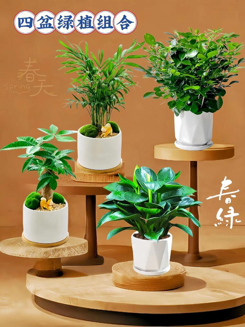 奶茶店里摆放什么盆栽比较好，放吧台的植物怎么养护呢视频。