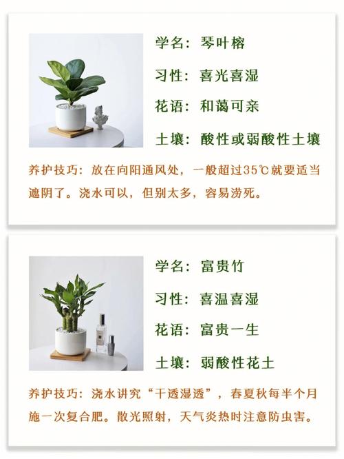 园林苗木如何养护,绿植店的植物怎么养护好呢。 观叶植物 园林苗木如何养护,绿植店的植物怎么养护好呢。 第2张 园林苗木如何养护,绿植店的植物怎么养护好呢。 观叶植物