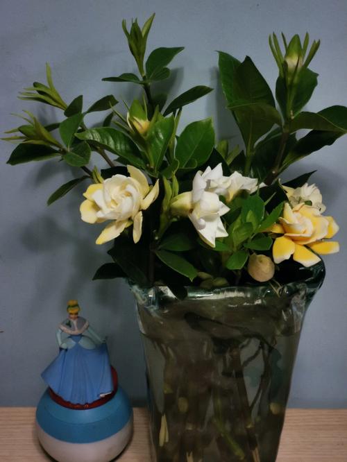 栀子花插花瓶怎么保持更久，高花瓶插植物怎么养护的视频。