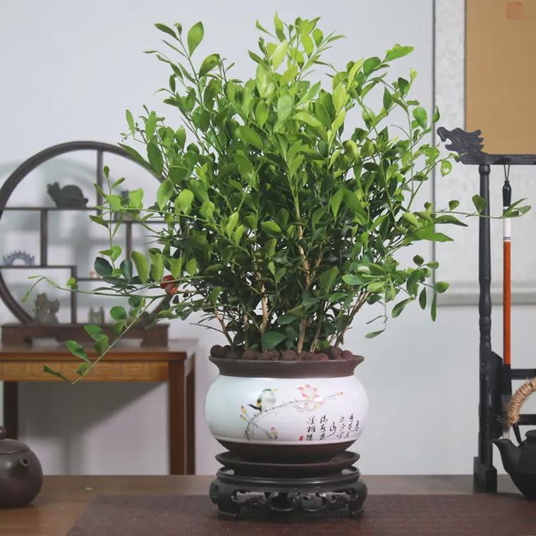 爬藤七里香如何养护，家里腾的植物怎么养护呢视频。