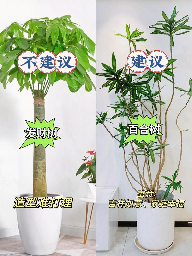 北方十大客厅耐阴大型木本绿植，北方好养的植物客厅养护方法。