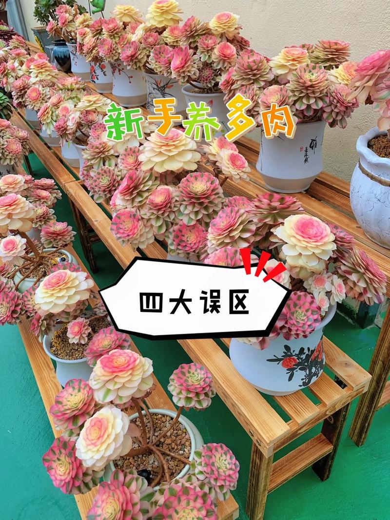 刚买回来的多肉如何养护，买回来的植物怎么养护好。