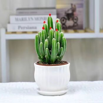 如何养仙人掌？是生活领域的问题吗，植物室内氧吧怎么养护的呢。