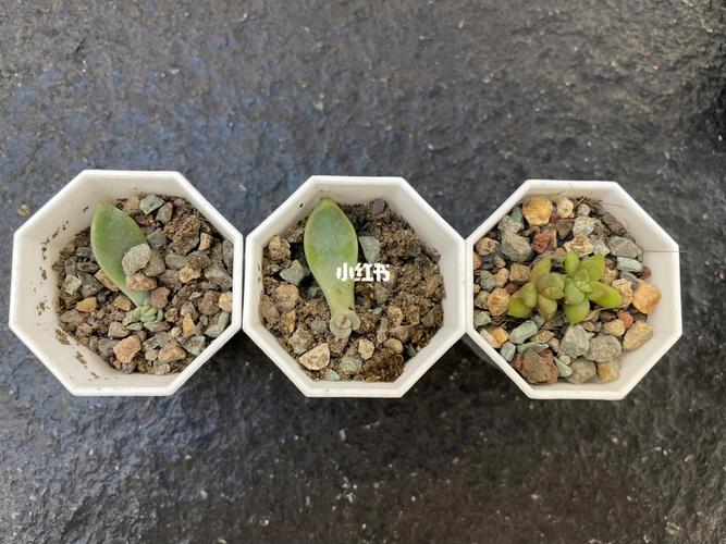 多肉种子发芽后多久移植，多肉植物的苗期养护过程视频。