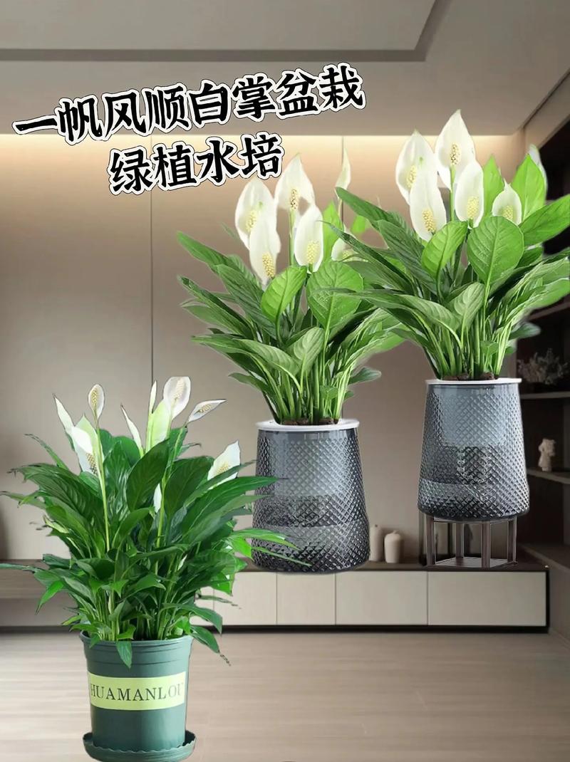 一帆风顺的养殖方法和注意事项有哪些，一帆风顺的植物如何养护和浇水。  第2张 一帆风顺的养殖方法和注意事项有哪些，一帆风顺的植物如何养护和浇水。 观叶植物