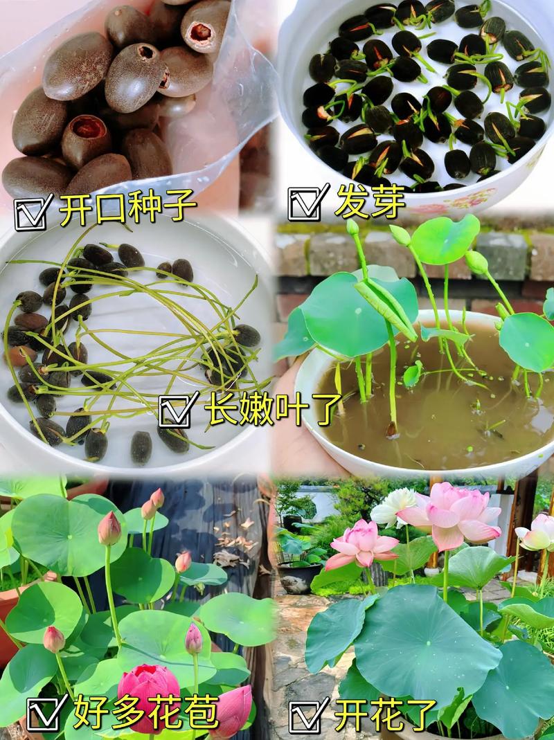 水培植物多少天更换一次水，一般水生植物的养护期是多久。  第2张 水培植物多少天更换一次水，一般水生植物的养护期是多久。 观叶植物