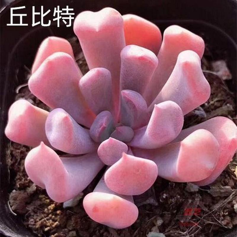 丘比特多肉冬天怎么养，丘比特多肉植物的养护方法视频。