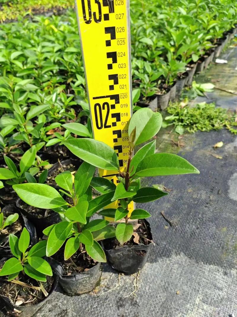 盐碱地改良方法，耐盐家养植物怎么养护的呢。