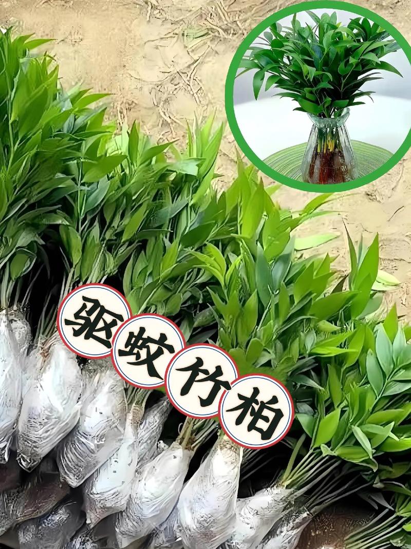 大家知道什么植物适合在南方夏天种植的吗,夏季养护不再难养的植物有哪些。 植物栽培 大家知道什么植物适合在南方夏天种植的吗,夏季养护不再难养的植物有哪些。 第2张 大家知道什么植物适合在南方夏天种植的吗,夏季养护不再难养的植物有哪些。 植物栽培
