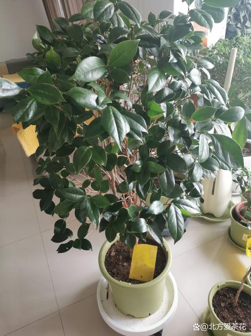 车门铰链座内生诱怎么处理，植物内生菌怎么养护的视频。
