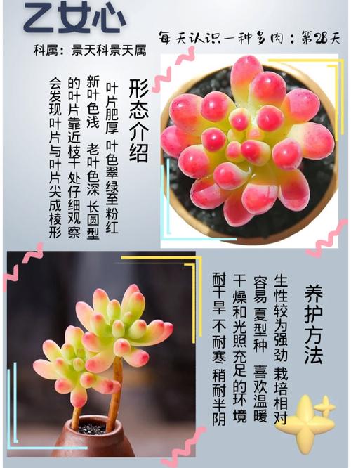 多肉植物乙女心如何养护，。