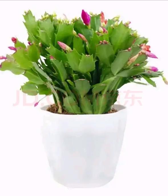 蟹爪兰怎么养蟹爪兰的养殖方法和注意事项，蟹爪兰植物的养护与管理方法。