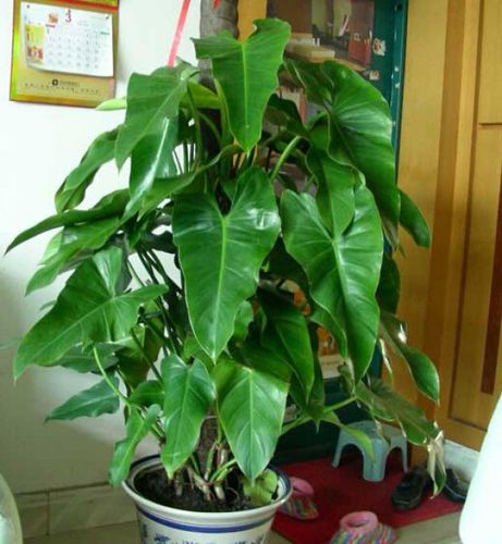 绿宝石珊瑚饲养，植物绿宝石怎么养护的好。