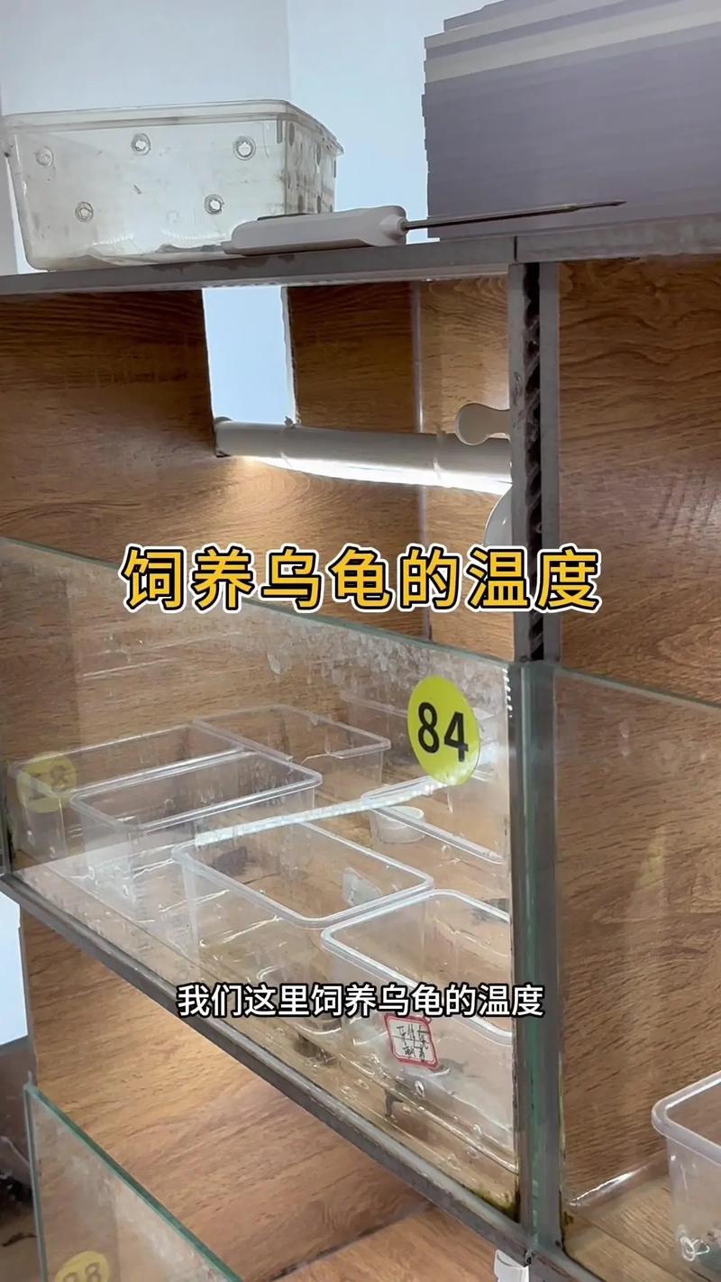 乌龟的饲养方法和摆放位置，龟箱种植植物怎么养护的好。