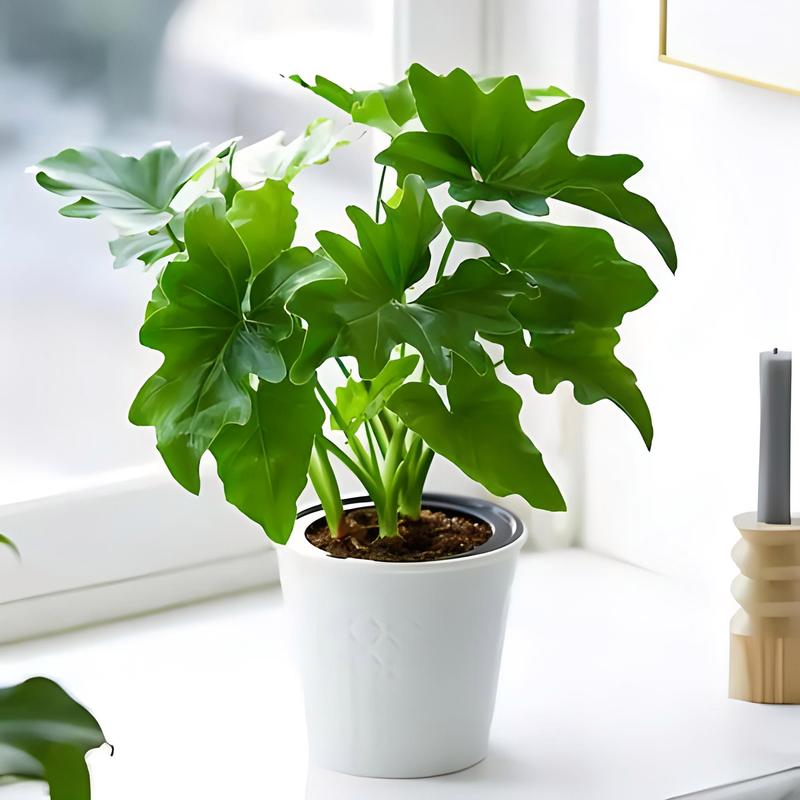 春雨植物冬天怎么养,如何选购养护春羽的植物呢。 树木 春雨植物冬天怎么养,如何选购养护春羽的植物呢。 第2张 春雨植物冬天怎么养,如何选购养护春羽的植物呢。 树木
