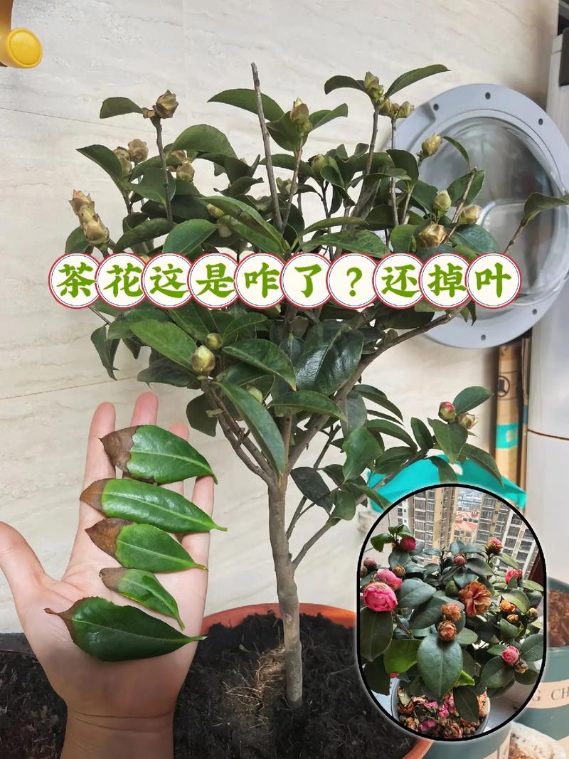 茶花盆栽的叶子全掉了，还能活吗？如何养护，掉下来的植物怎么养护好呢。
