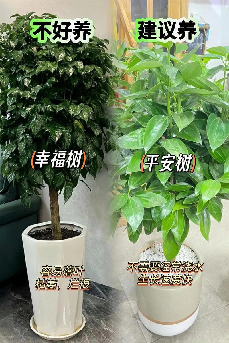 十大客厅耐阴大型绿植排名，室内好养护的大绿植植物有哪些。