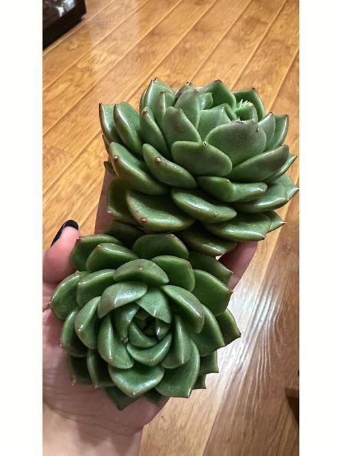 白泡芙玫瑰的养护，多肉植物白玫瑰的养护方法。