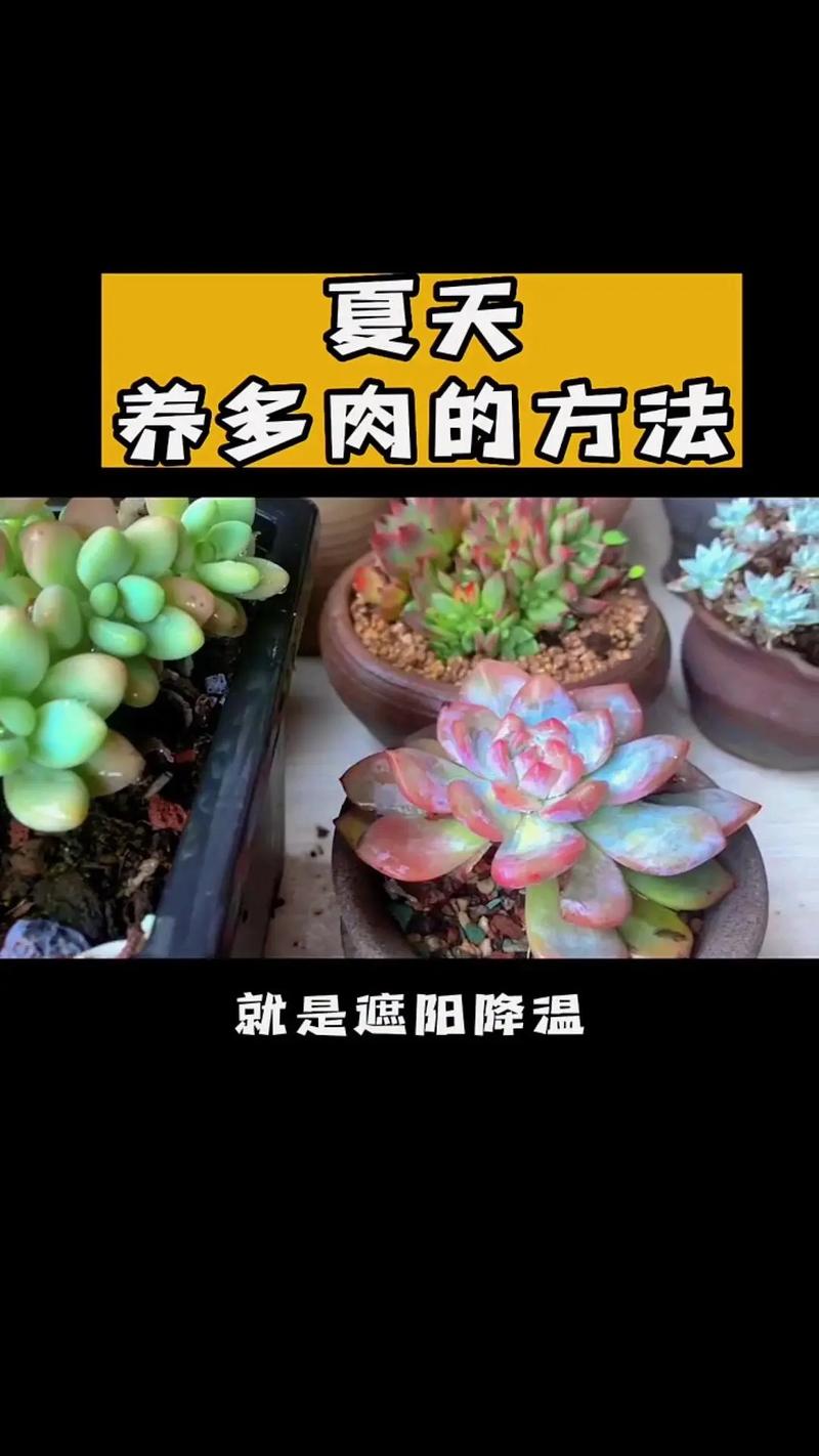 多肉怎么养才能养得活,多肉植物养护的正确方法视频。 观叶植物 多肉怎么养才能养得活,多肉植物养护的正确方法视频。 第2张 多肉怎么养才能养得活,多肉植物养护的正确方法视频。 观叶植物