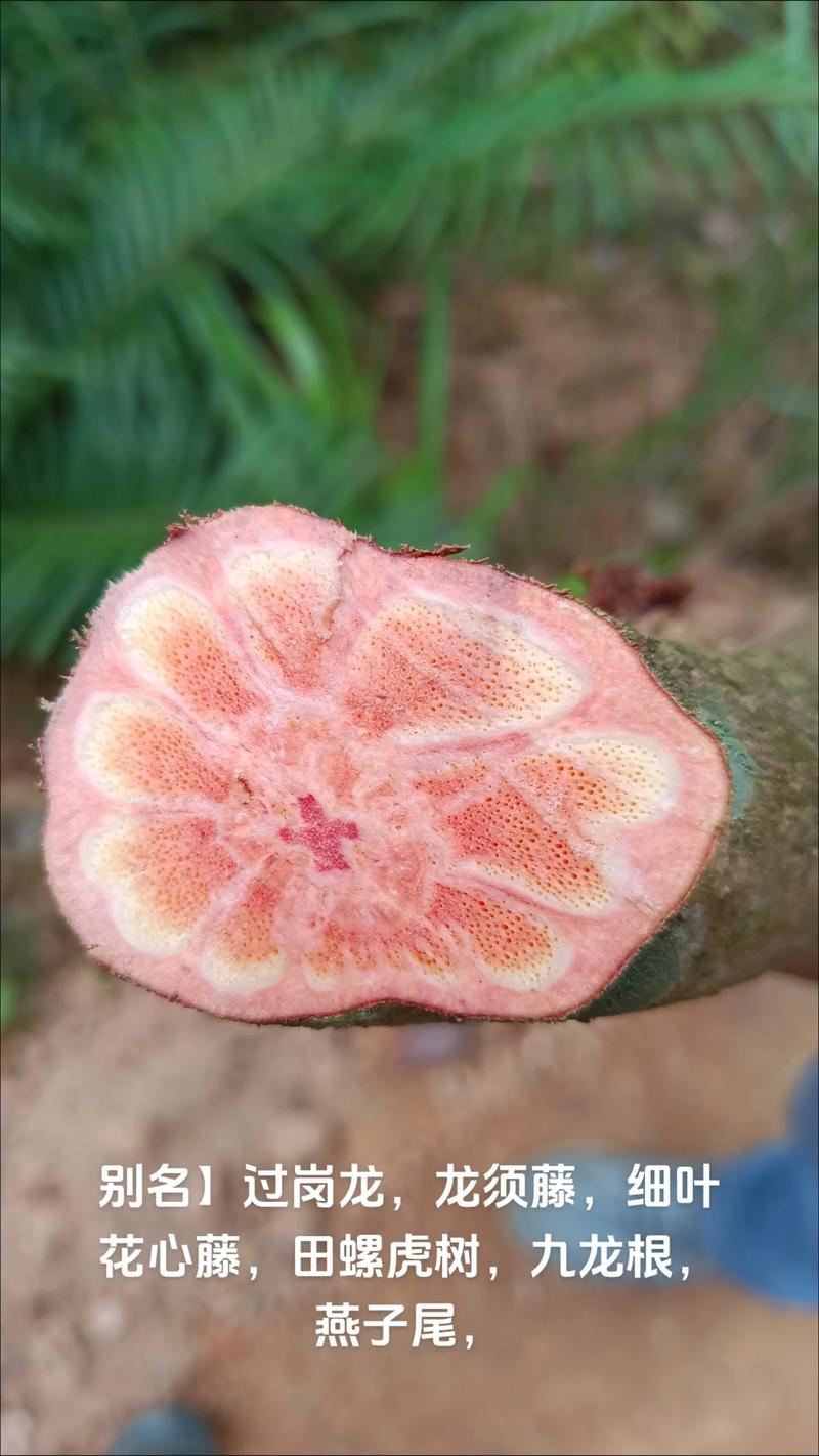 北方耐寒十大爬藤植物排名，冬天的豆科植物怎么养护好。