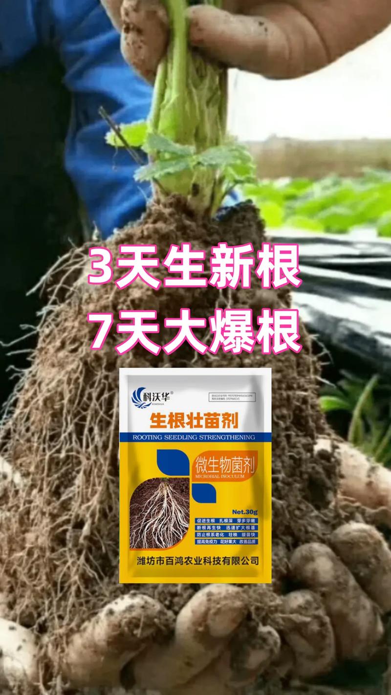 作物根系，决定作物产量，如何养护好根系，啥植物根系发达的好养护呢。