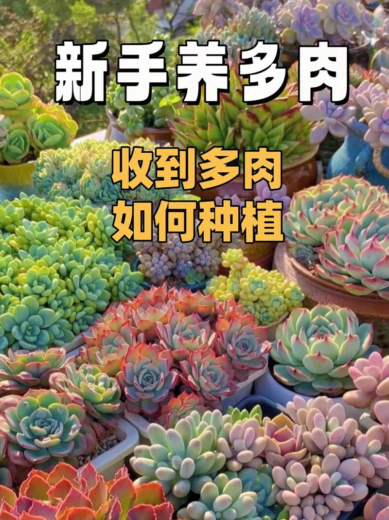 带锦的多肉怎么养护，出锦多肉植物的养护注意事项。