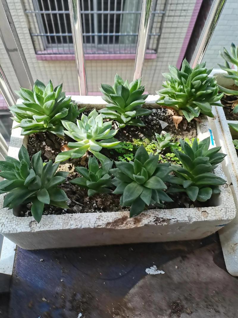 想在小阳台养些花草，有哪些漂亮又不用照顾的品种推荐，阳台养护的植物图片真实大全。