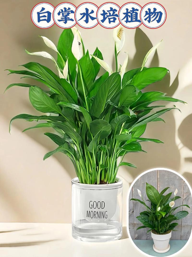白掌水培植物怎么养好，白掌水培植物的养护方法视频。