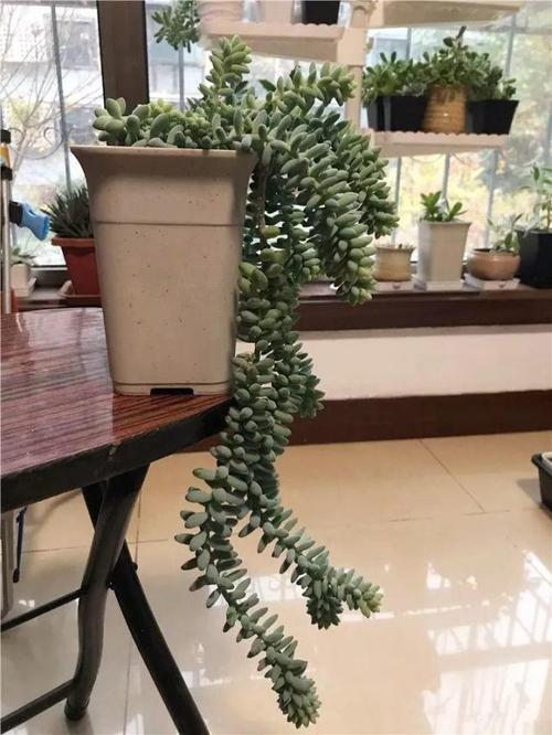 药锦新玉缀的养殖方法，玉坠的植物养护和繁殖方法。
