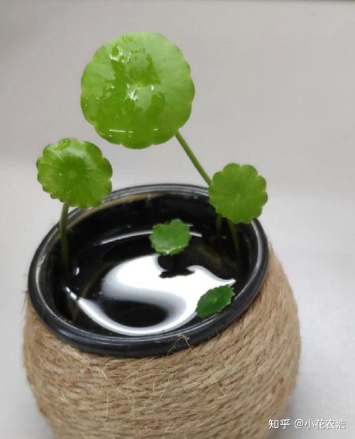 种植养护是按其他建筑类还是其他生活服务类开票,植物养护知识在哪查的啊知乎。 观叶植物 种植养护是按其他建筑类还是其他生活服务类开票,植物养护知识在哪查的啊知乎。 第2张 种植养护是按其他建筑类还是其他生活服务类开票,植物养护知识在哪查的啊知乎。 观叶植物