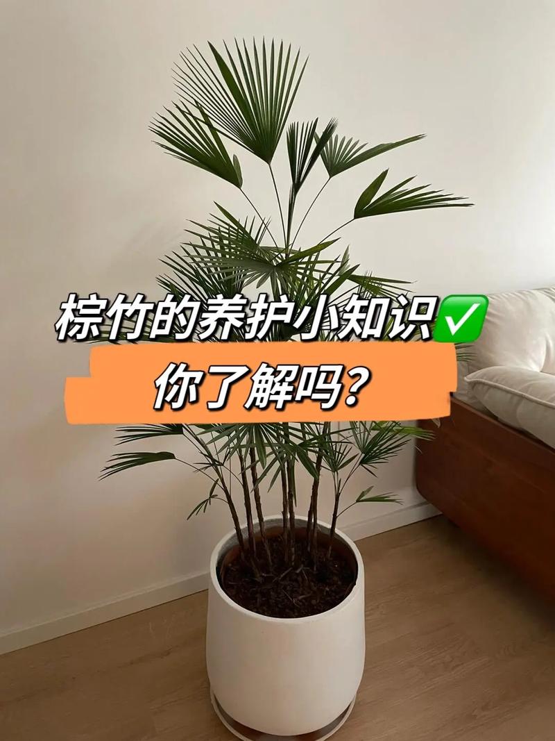 棕竹的水培方法，水培植物棕竹的养护方法视频。