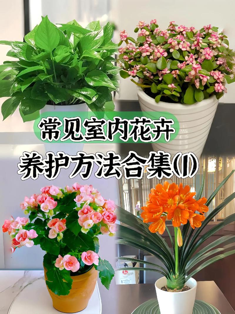 最耐阴的名贵室内植物花卉，植物养护怎么收费。
