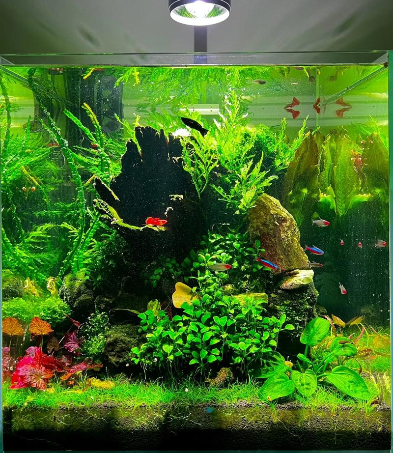 鱼缸水生植物怎么养，水生的植物怎么养护好呢视频。