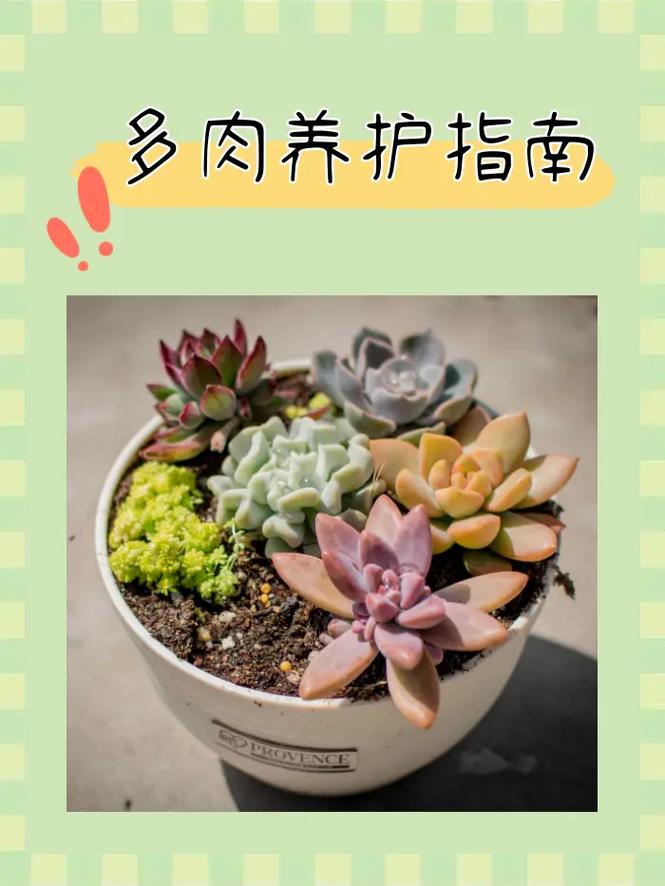 多肉新小芽怎么种,多肉植物的小苗养护方法有哪些。 植物分类 多肉新小芽怎么种,多肉植物的小苗养护方法有哪些。 第2张 多肉新小芽怎么种,多肉植物的小苗养护方法有哪些。 植物分类