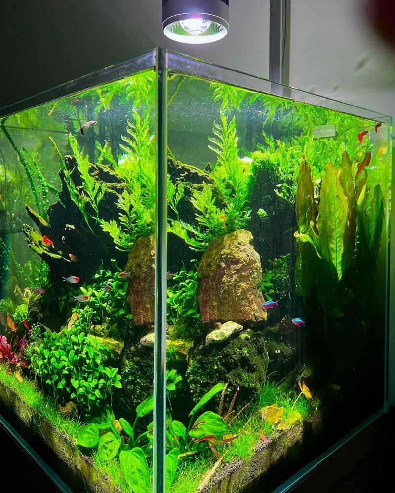 鱼缸里都可以养什么植物，适合一生养护的植物图片大全。