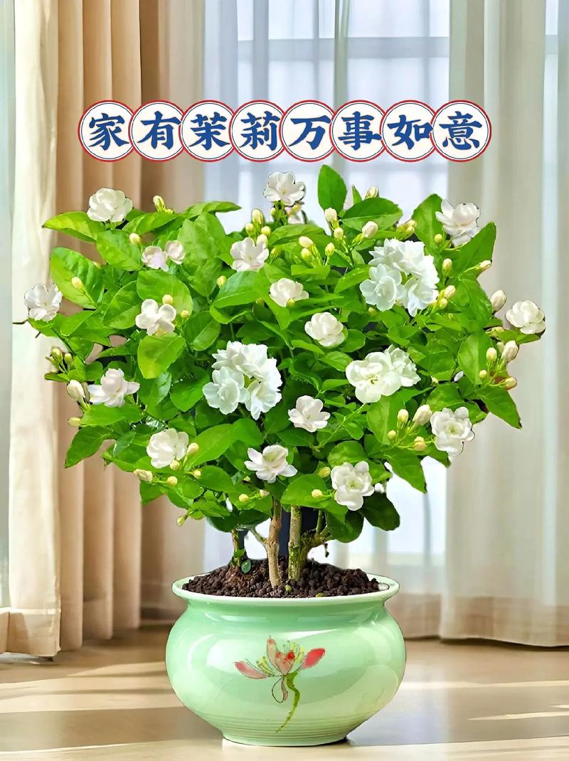 盆景换盆移植的十三个步骤,盆栽花卉的移栽教案。 树木 盆景换盆移植的十三个步骤,盆栽花卉的移栽教案。 第2张 盆景换盆移植的十三个步骤,盆栽花卉的移栽教案。 树木