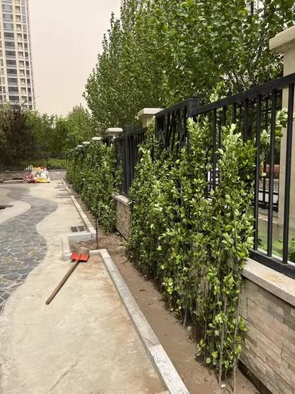 篱笆墙怎么固定在墙上,围墙篱笆植物怎么养护的视频。 植物养护 篱笆墙怎么固定在墙上,围墙篱笆植物怎么养护的视频。 第2张 篱笆墙怎么固定在墙上,围墙篱笆植物怎么养护的视频。 植物养护