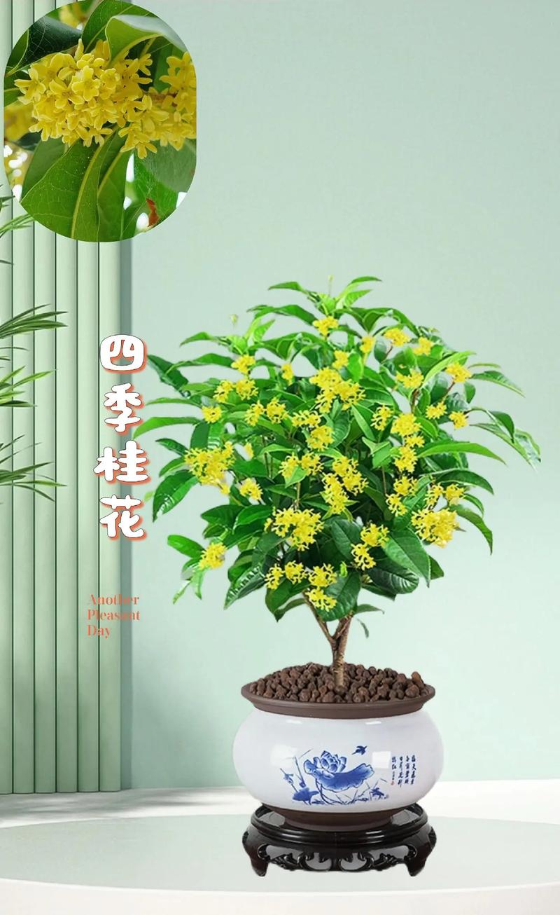 无毒四季开花的植物,四季开花的植物养护方法有哪些。 植物栽培 无毒四季开花的植物,四季开花的植物养护方法有哪些。 第2张 无毒四季开花的植物,四季开花的植物养护方法有哪些。 植物栽培