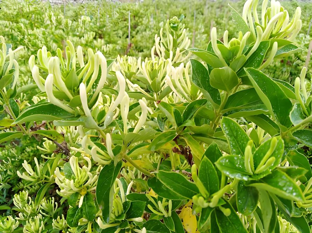 金银花种植的方法及管理是怎样的，金银花的养护植物有哪些图片。