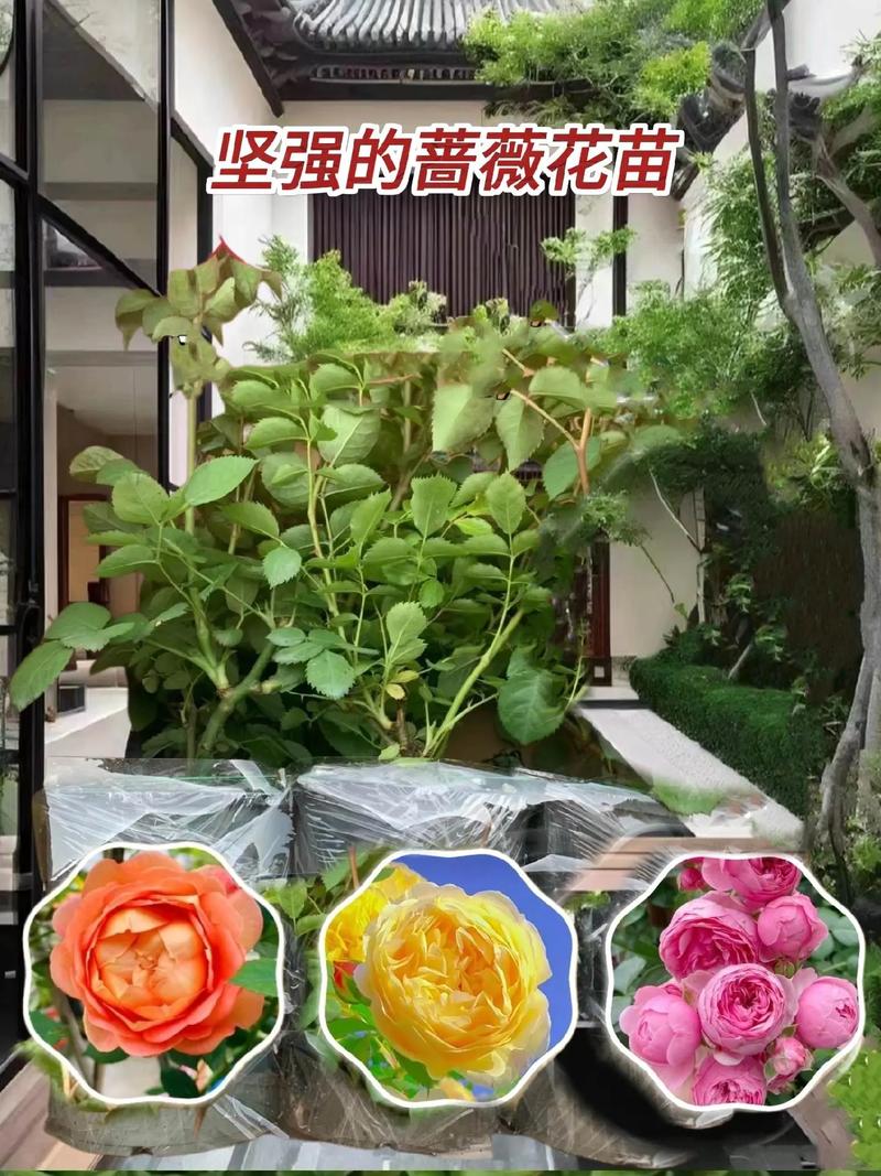 爬墙植物哪些最好养，爬墙植物的养护方法有哪些呢。
