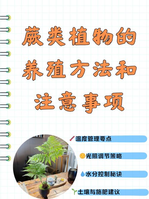 蕨养殖方法，室内蕨类植物的养护方法有哪些。