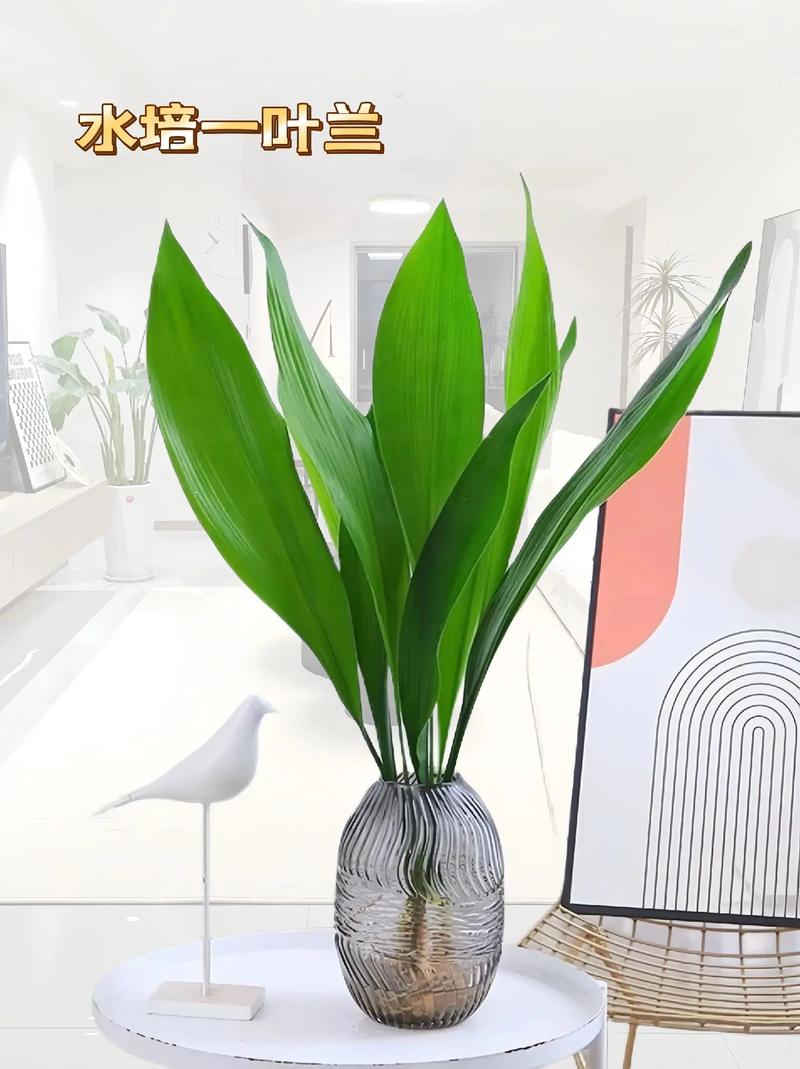 叶兰的养殖方法有哪些呢,大叶向阳植物怎么养护的呢。 植物栽培 叶兰的养殖方法有哪些呢,大叶向阳植物怎么养护的呢。 第2张 叶兰的养殖方法有哪些呢,大叶向阳植物怎么养护的呢。 植物栽培