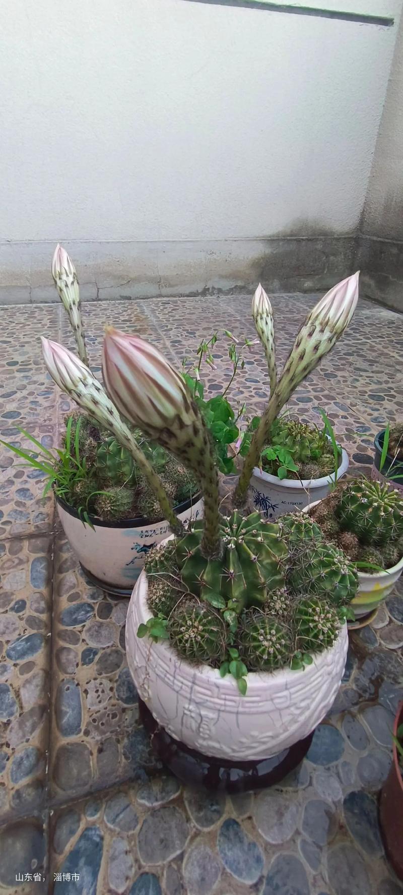仙人球怎么养会开花，植物仙人球的养护与开花时间。