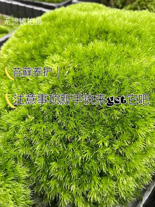 乌龟缸里的青苔怎么去掉，苔藓趴地植物怎么养护的视频。