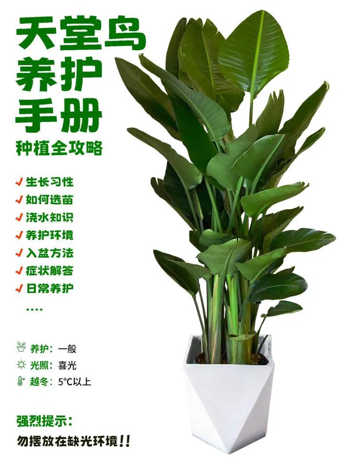 天堂鸟的养护方法，植物的天堂鸟怎么养护和浇水。