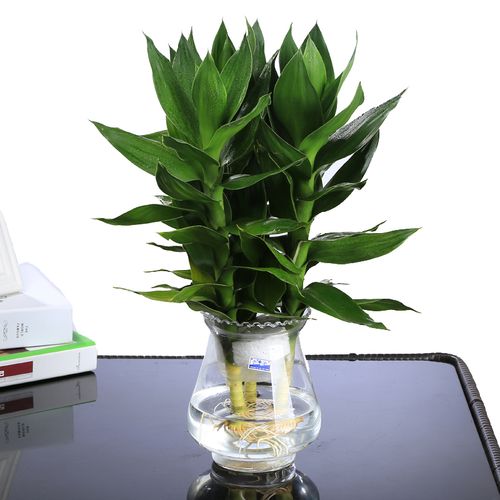 转运竹的养殖方法，绿色植物转运竹的养护注意事项。