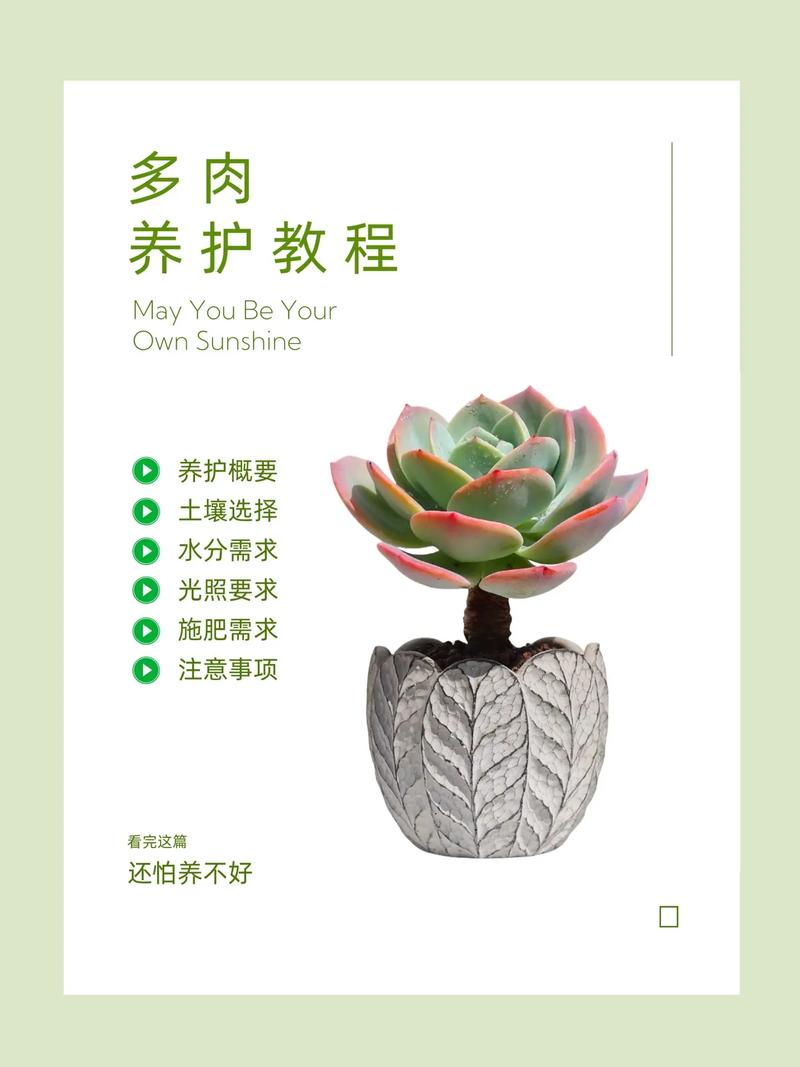 扦插的多肉怎么养护，肉茎类植物怎么养护的视频。